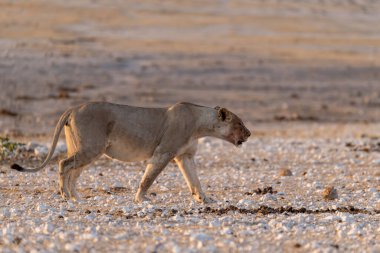 Namibya 'daki Etoşa Milli Parkı' nda aslan.