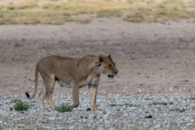 Genç dişi aslan etosha çölünde