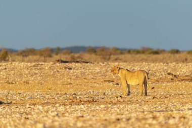 Bir at sürüsü yerde otluyor..
