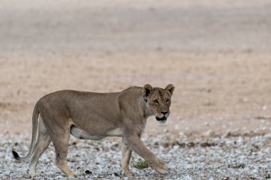 Aslan ın kruger national park, Güney Afrika