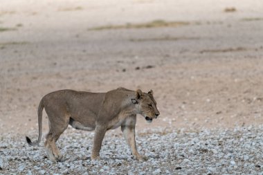 Çöldeki beyaz bir köpeğin yakın plan fotoğrafı.