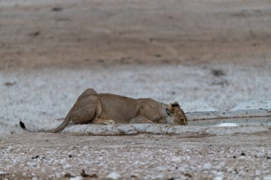 Etoşa namibya 'da dişi aslan.