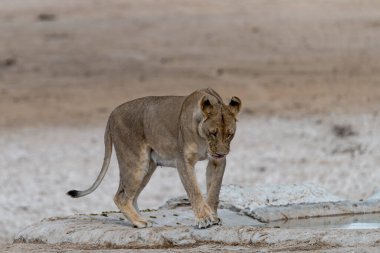 lion walking in the kruger national park, south africa