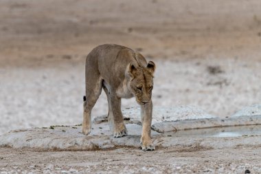 Genç Afrika aslanı (panthera leo )
