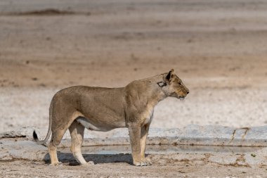 Etoşa 'daki Afrika aslanı.