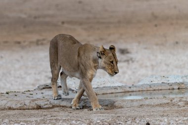 Afrika aslanı Kruger National park, Güney Afrika
