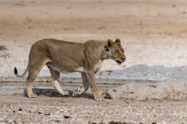 Afrika savanındaki genç vahşi Afrika aslanı.