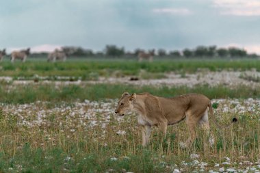 Kenya bozkırında vahşi hayvanlar