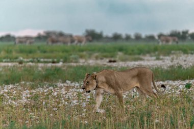 Afrika 'nın vahşi savanasında vahşi bir aslan vahşi doğada