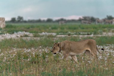 Beyaz aslan vahşi doğada