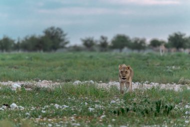 Kenya savanındaki aslan
