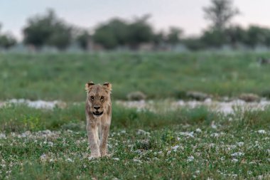Etoşa, Namibya 'nın ulusal parkında çimlerde yürüyen bir aslan..