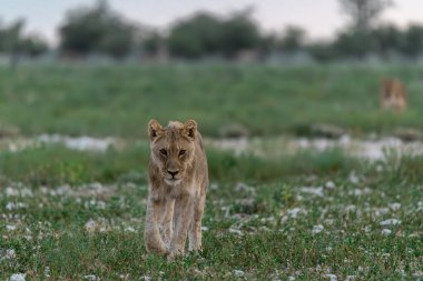 Aslan parkta çimenlerde yürüyor..