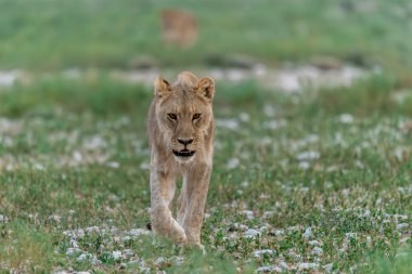 Dişi aslan çimenlerde yürüyor.