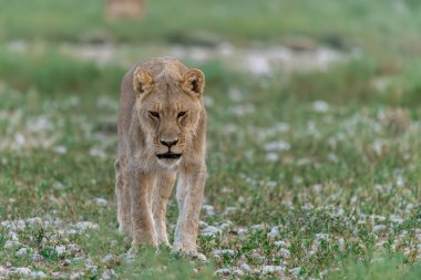 Savananın ortasında, Kenya savanasında bir aslan.