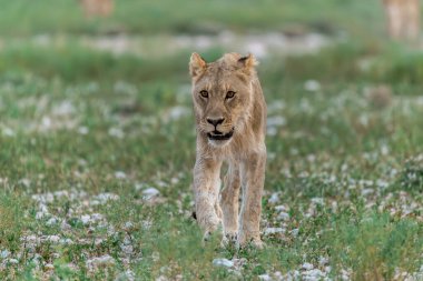 Vahşi aslan savanada yürüyor.