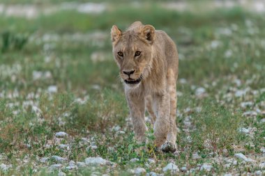 Erkek bir aslan çimlerin üzerinde yürüyor.