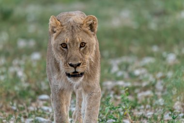 Güney Afrika 'daki Kruger Ulusal Parkı' nda aslan var.