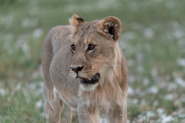Kenya 'nın ulusal parkında bir erkek aslan çimlerde yürüyor.
