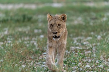Erkek aslan vahşi doğada yürür.