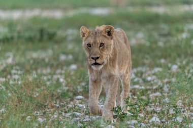 Çimlerde bir aslan.