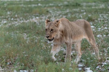lion in the national park of etosha