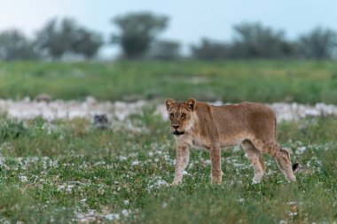 Genç dişi aslan yavrusu kuru çimenlerde duruyor.