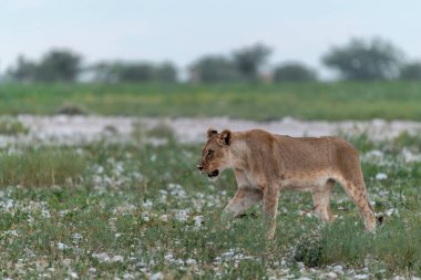 Namibya 'daki Etosha Milli Parkı' nda Aslan
