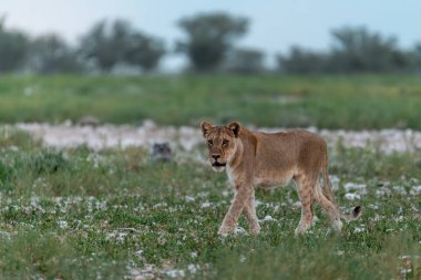 Aslan savanada yürüyor