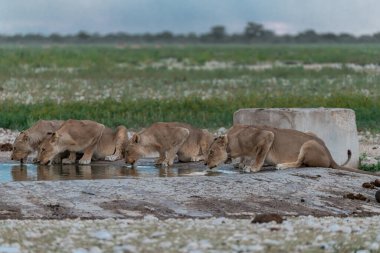 Beyaz aslan içme suyu