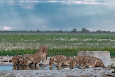 Nehrin sularında bir grup genç fil.