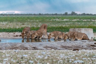 Bir grup vahşi at su birikintisinde su içiyor.
