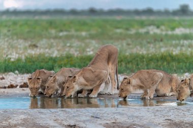 Etoşa Ulusal Parkı 'nda bir grup Afrika fili.