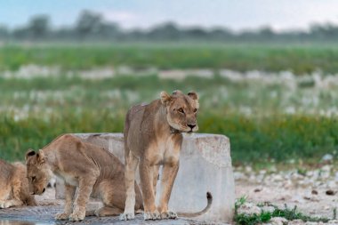 Aslan yavrusu çimenlerde oynuyor.