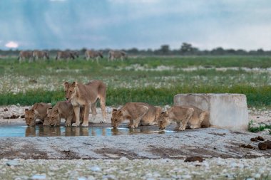 Bir grup Afrika aslanı içme suyu.
