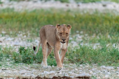 Aslan yavrusu çimenlerde yürür ve kameraya bakar.