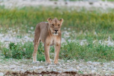 Aslan yavrusu doğada yürüyor ve koşuyor.