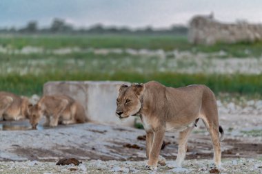 Beyaz aslan, Etoşa Ulusal Parkı 'nda, Namibya' da çimlerin üzerinde yürüyor..