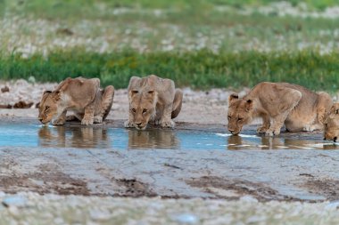 Bir grup genç Afrika aslanı su kuyusundan su içiyor.