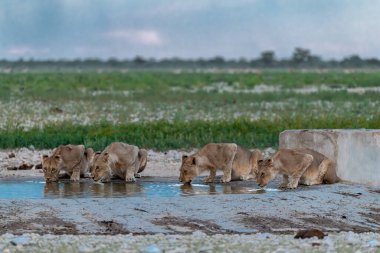 Nehrin ortasında su içen bir grup beyaz aslan..