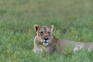 Çimlerde dişi aslan.