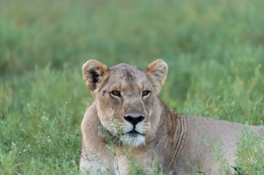 Afrika 'nın bozkırındaki aslan