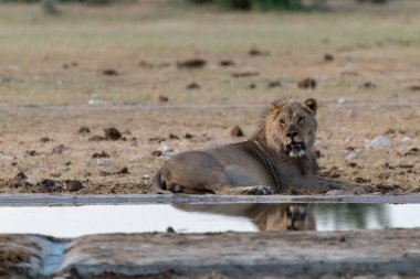 Nehrin suyundaki aslan.