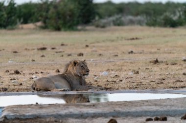 Afrika fili içme suyu