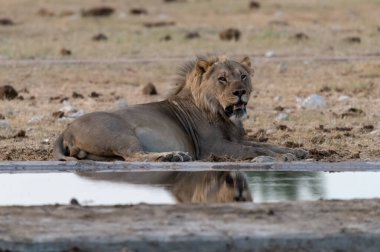 Namibya 'daki Etoşa Ulusal Parkı' ndaki su birikintisinde aslan içme suyu.