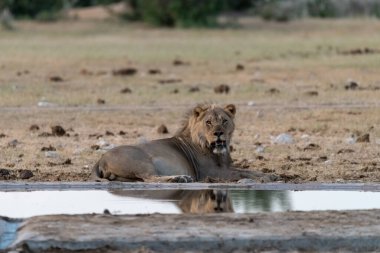 Aslan suda dinleniyor.