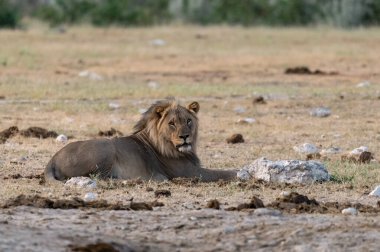 Afrika erkek aslanı (panthera leo), Afrika 'nın güneyindeki Kruger parkında, kuru çimlerde yürüyor.