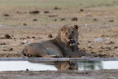 Kruger National Park, Güney Afrika içinde içme aslan.