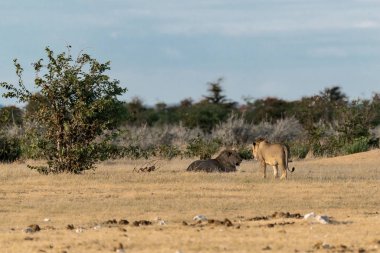 Savanada vahşi bir zürafa