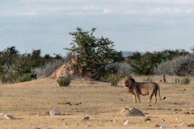 Chobe Ulusal Parkı 'nda çimlerin üzerinde duran erkek bir aslan, chobe chobotswana, botswana. Vahşi yaşam fotoğrafı.